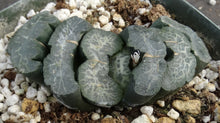 Load image into Gallery viewer, Haworthia truncata 'Great Permissions'