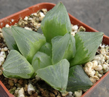 Load image into Gallery viewer, Haworthia 'Ice City'