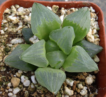 Load image into Gallery viewer, Haworthia 'Ice City'