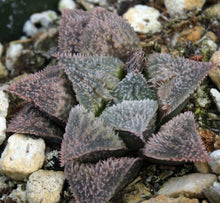 Load image into Gallery viewer, Haworthia 'JM Pink'