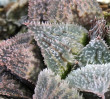 Load image into Gallery viewer, Haworthia 'JM Pink'