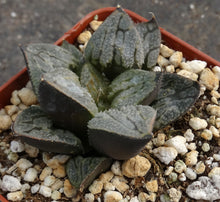 Load image into Gallery viewer, Haworthia 'Kyo No Nyan'
