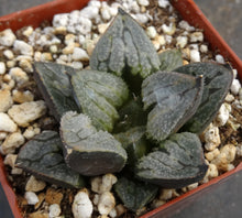 Load image into Gallery viewer, Haworthia 'Kyo No Nyan'