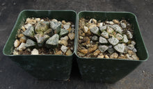 Load image into Gallery viewer, Haworthia 'Pandora'