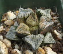 Load image into Gallery viewer, Haworthia 'Pandora'