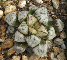 Load image into Gallery viewer, Haworthia 'Pandora'