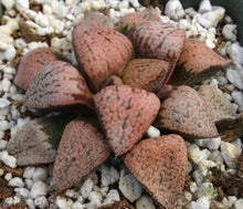 Load image into Gallery viewer, Haworthia 'Ruby'