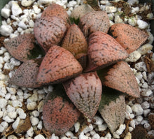 Load image into Gallery viewer, Haworthia 'Ruby'