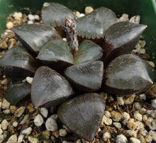 Load image into Gallery viewer, Haworthia 'Sun Moon Lake'