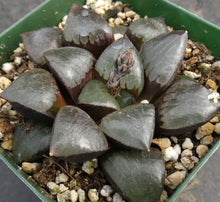 Load image into Gallery viewer, Haworthia 'Sun Moon Lake'