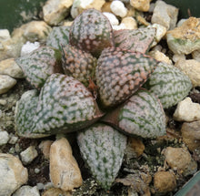Load image into Gallery viewer, Haworthia 'Silver Amber'