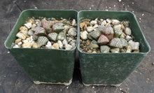 Load image into Gallery viewer, Haworthia 'Silver Amber'