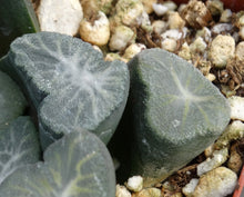 Load image into Gallery viewer, Haworthia maughanii 'Snow Country'