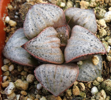 Load image into Gallery viewer, Haworthia 'Taj Mahal'