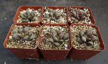 Load image into Gallery viewer, Haworthia 'White Snake'