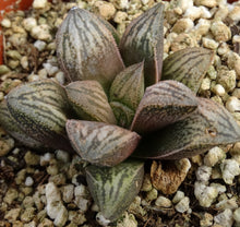 Load image into Gallery viewer, Haworthia 'White Snake'
