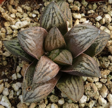 Load image into Gallery viewer, Haworthia 'White Snake'