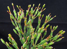 Load image into Gallery viewer, Hatiora salicornioides *Big Plant*