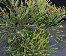 Load image into Gallery viewer, Hatiora salicornioides *Big Plant*