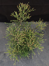 Load image into Gallery viewer, Hatiora salicornioides *Big Plant*