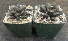 Load image into Gallery viewer, Haworthia cv. 'Atrox' Korean Hybrid