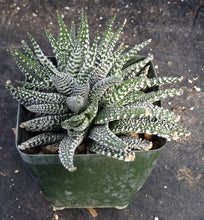 Load image into Gallery viewer, Haworthia attenuata 'Cape Town'