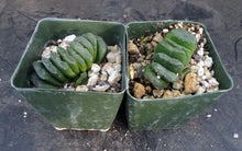 Load image into Gallery viewer, Haworthia truncata 'Lime Green'