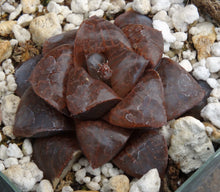 Load image into Gallery viewer, Haworthia 'Sun Moon Lake'