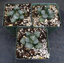 Load image into Gallery viewer, Haworthia maughanii 'Snow Country'