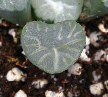 Load image into Gallery viewer, Haworthia maughanii 'Snow Country'