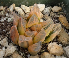 Load image into Gallery viewer, Haworthia pygmaea 'Tiger pygmaea' Variegated