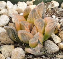 Load image into Gallery viewer, Haworthia pygmaea 'Tiger pygmaea' Variegated