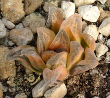 Load image into Gallery viewer, Haworthia pygmaea 'Tiger pygmaea' Variegated