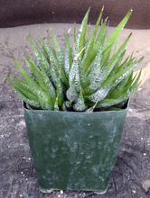Load image into Gallery viewer, Haworthia fasciata 'Wet Paint'