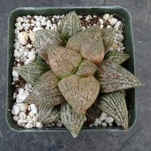 Load image into Gallery viewer, Haworthia pygmaea 'Yume No Ginga'