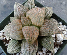 Load image into Gallery viewer, Haworthia pygmaea 'Yume No Ginga'