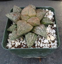 Load image into Gallery viewer, Haworthia pygmaea 'Yume No Ginga'