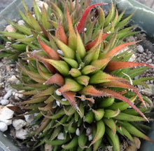 Load image into Gallery viewer, Haworthia angustifolia