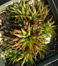 Load image into Gallery viewer, Haworthia angustifolia