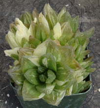 Load image into Gallery viewer, Haworthia cymbiformis 'variegata'