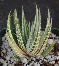 Load image into Gallery viewer, Haworthia fasciata 'variegata' White Variegated J7