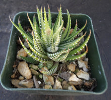 Load image into Gallery viewer, Haworthia fasciata 'variegata' White Variegated J8