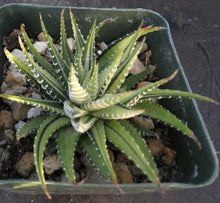 Load image into Gallery viewer, Haworthia fasciata 'variegata' White Variegated J8