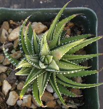 Load image into Gallery viewer, Haworthia fasciata 'variegata' White Variegated J8