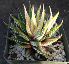Load image into Gallery viewer, Haworthia fasciata 'variegata' White Variegated J9