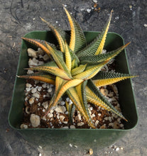 Load image into Gallery viewer, Haworthia limifolia *variegated*
