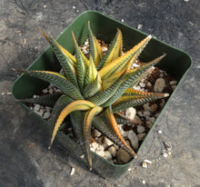 Load image into Gallery viewer, Haworthia limifolia *variegated*