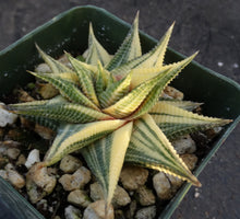 Load image into Gallery viewer, Haworthia limifolia 'variegata' Variegated J10