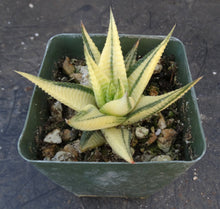Load image into Gallery viewer, Haworthia limifolia 'variegata' Variegated J11