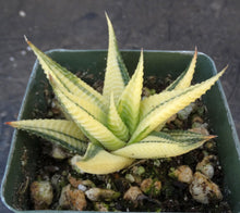 Load image into Gallery viewer, Haworthia limifolia 'variegata' Variegated J11
